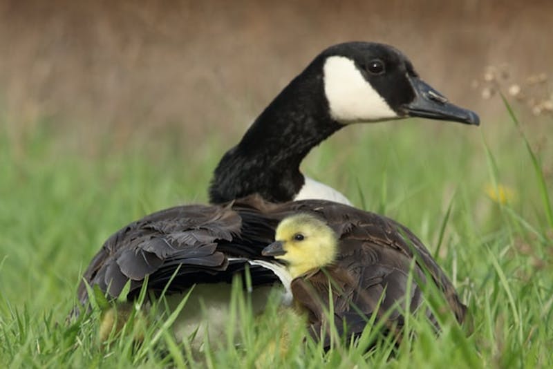 A mom and child duck in grass