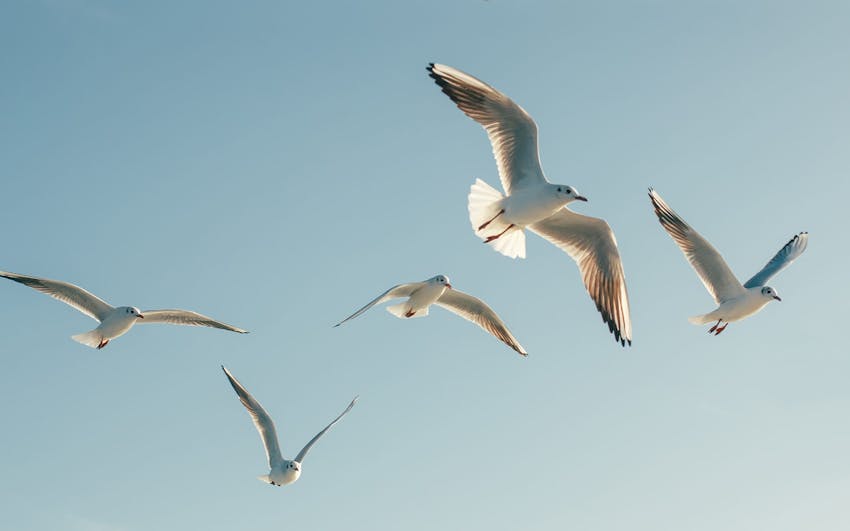 seagulls flying