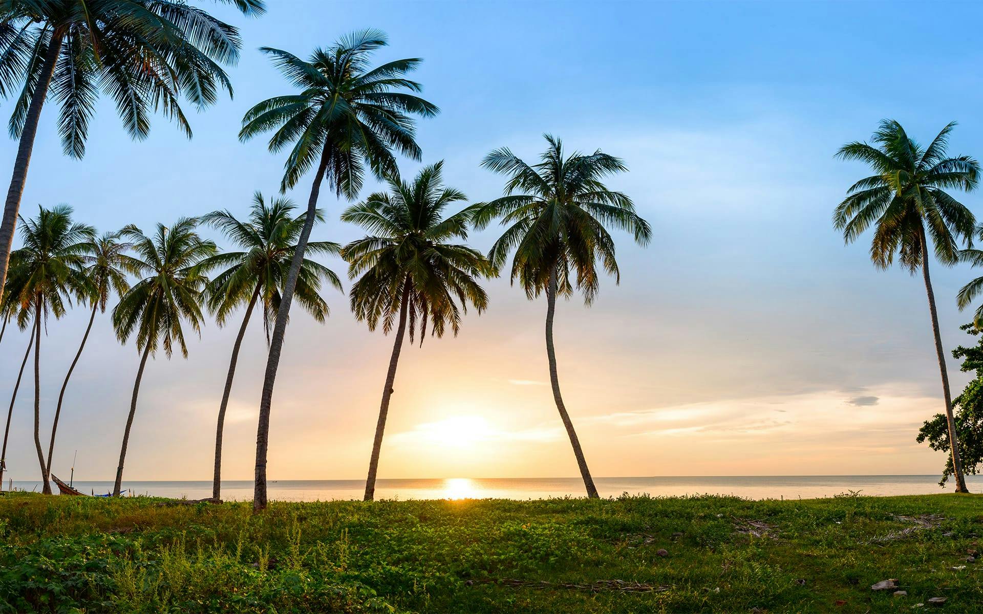palm trees with sunset