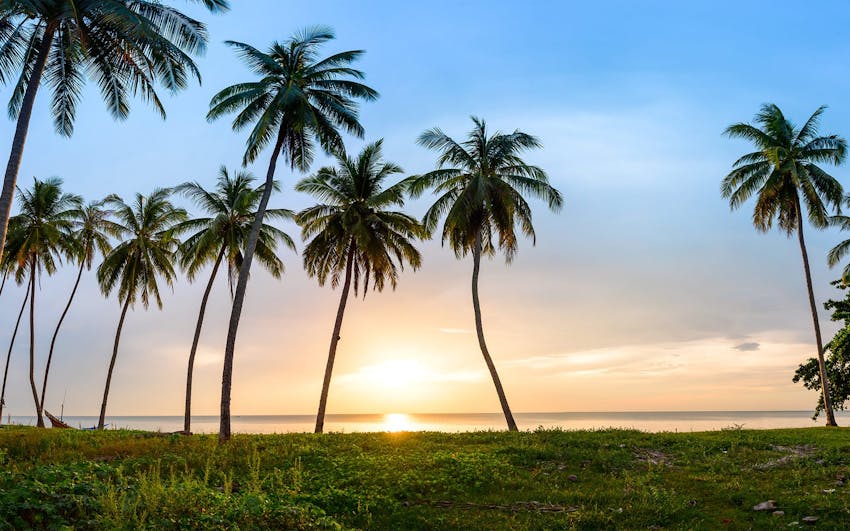 palm trees with sunset