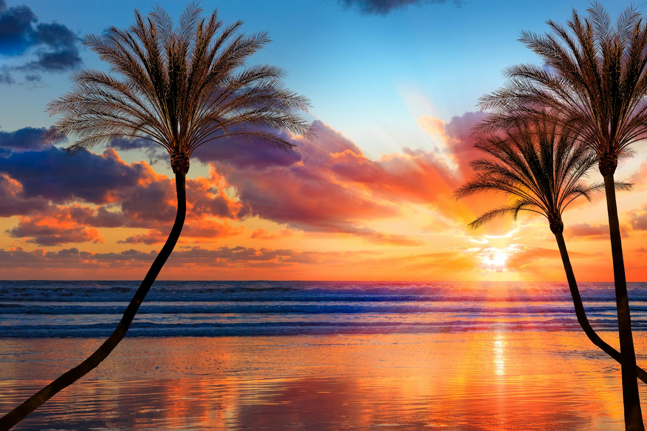 Palm trees at sunset