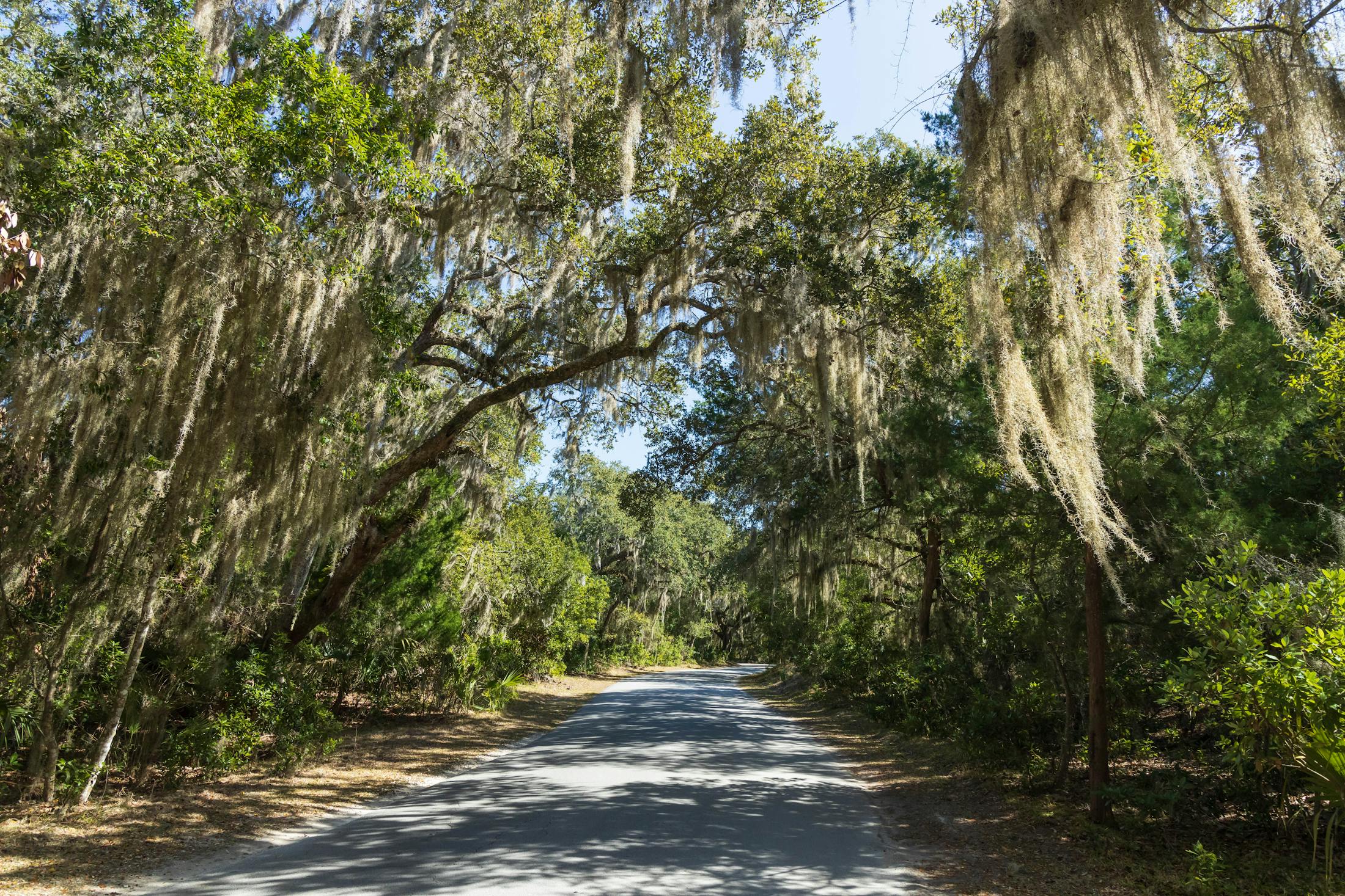 Spanish Moss haning from trees in Nassau County Florida.