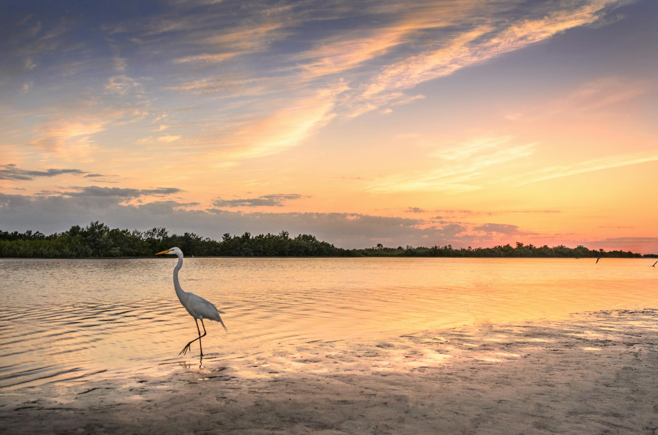 Sunset at the beach with a bird walking through the sand.