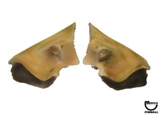 INDEPENDENCE DAY (Sega) Alien head
