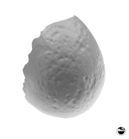 LOST WORLD JURASSIC PARK (Sega) Egg shell front