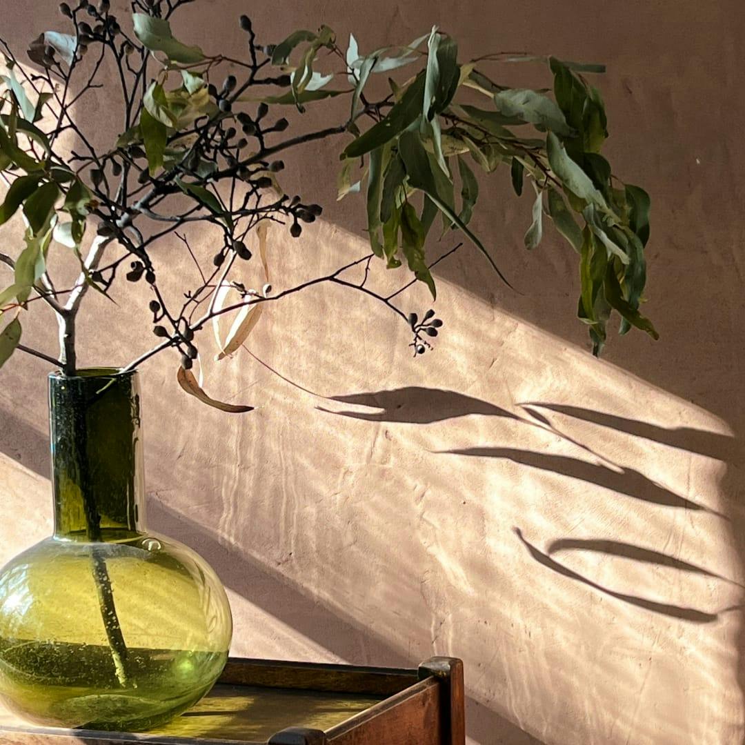 sunlight hitting plants in vase