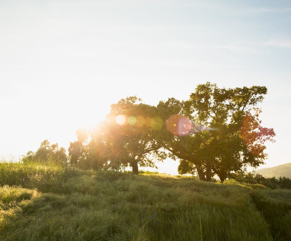Sunset behind trees