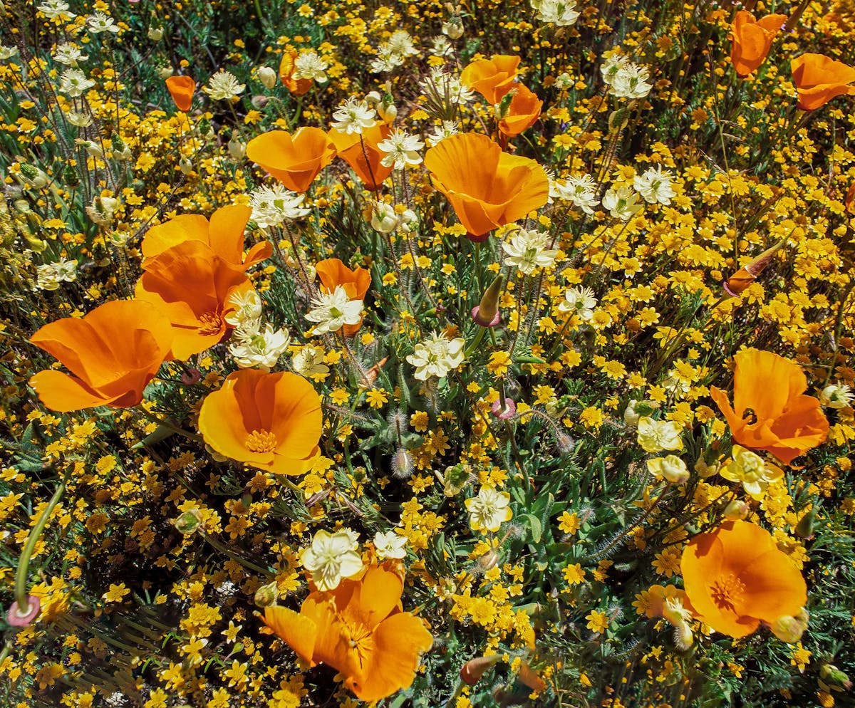 Orange poppies