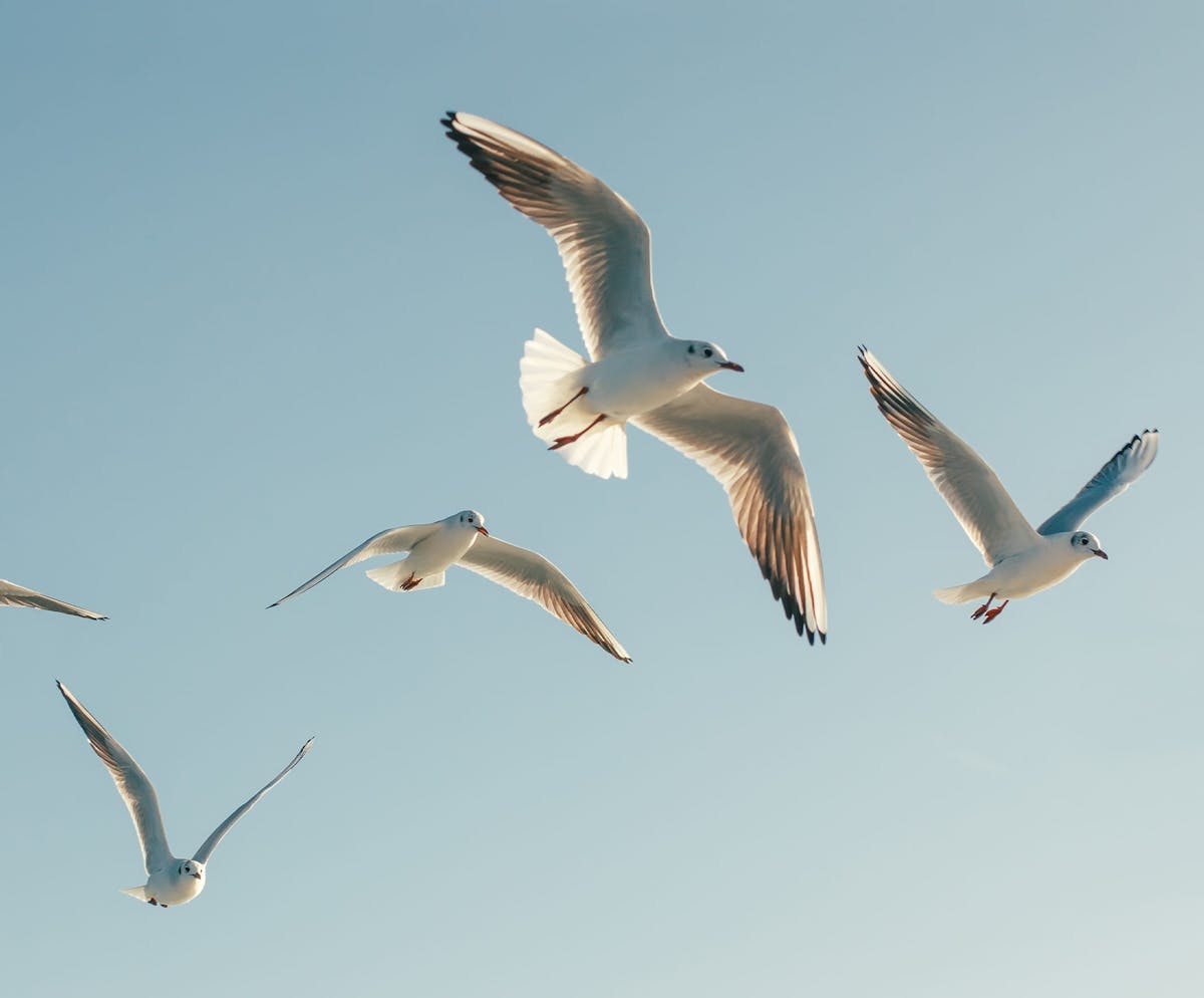 Seagulls flying