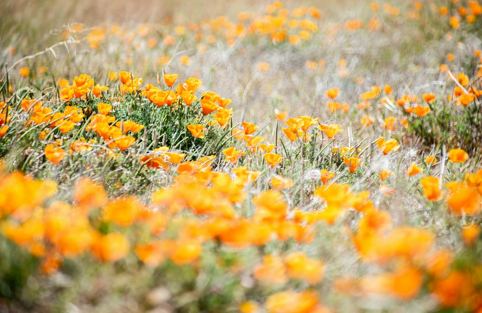 california poppies