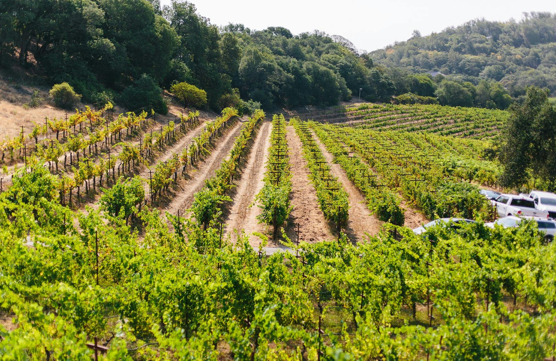 vineyard in the mountains
