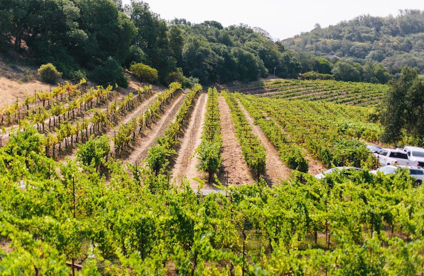vineyard in the mountains