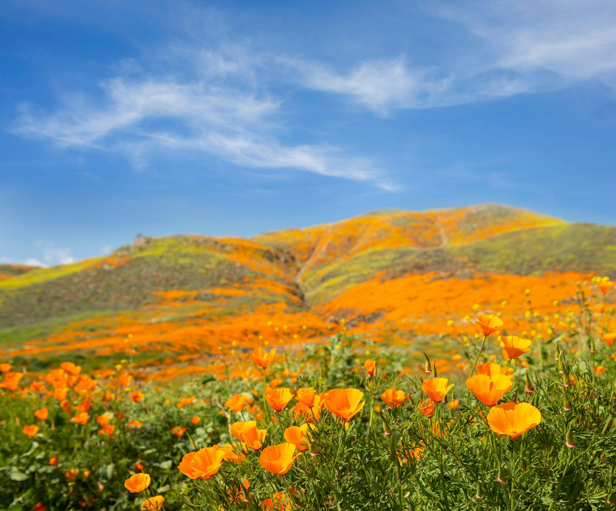 poppy field