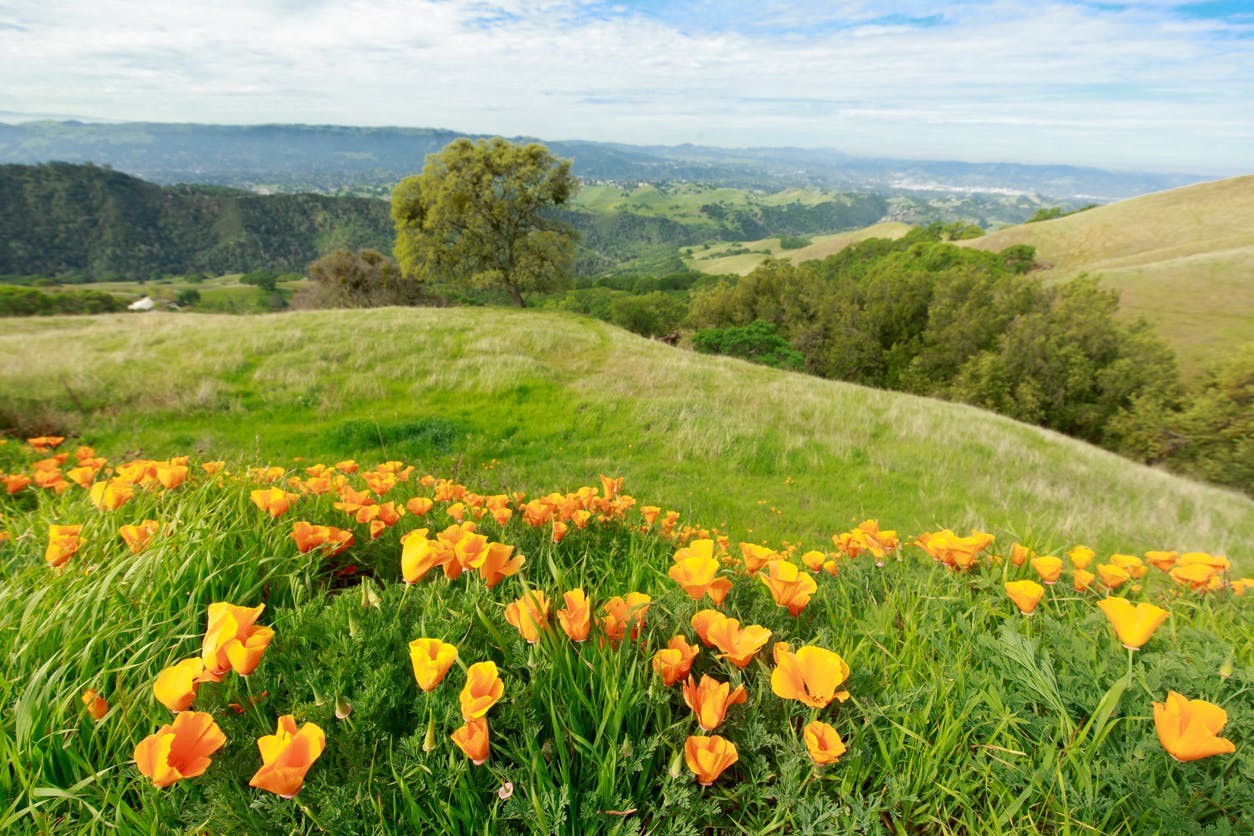 Walnut Creek poppy fields and beautifuls green hills with views of the valley