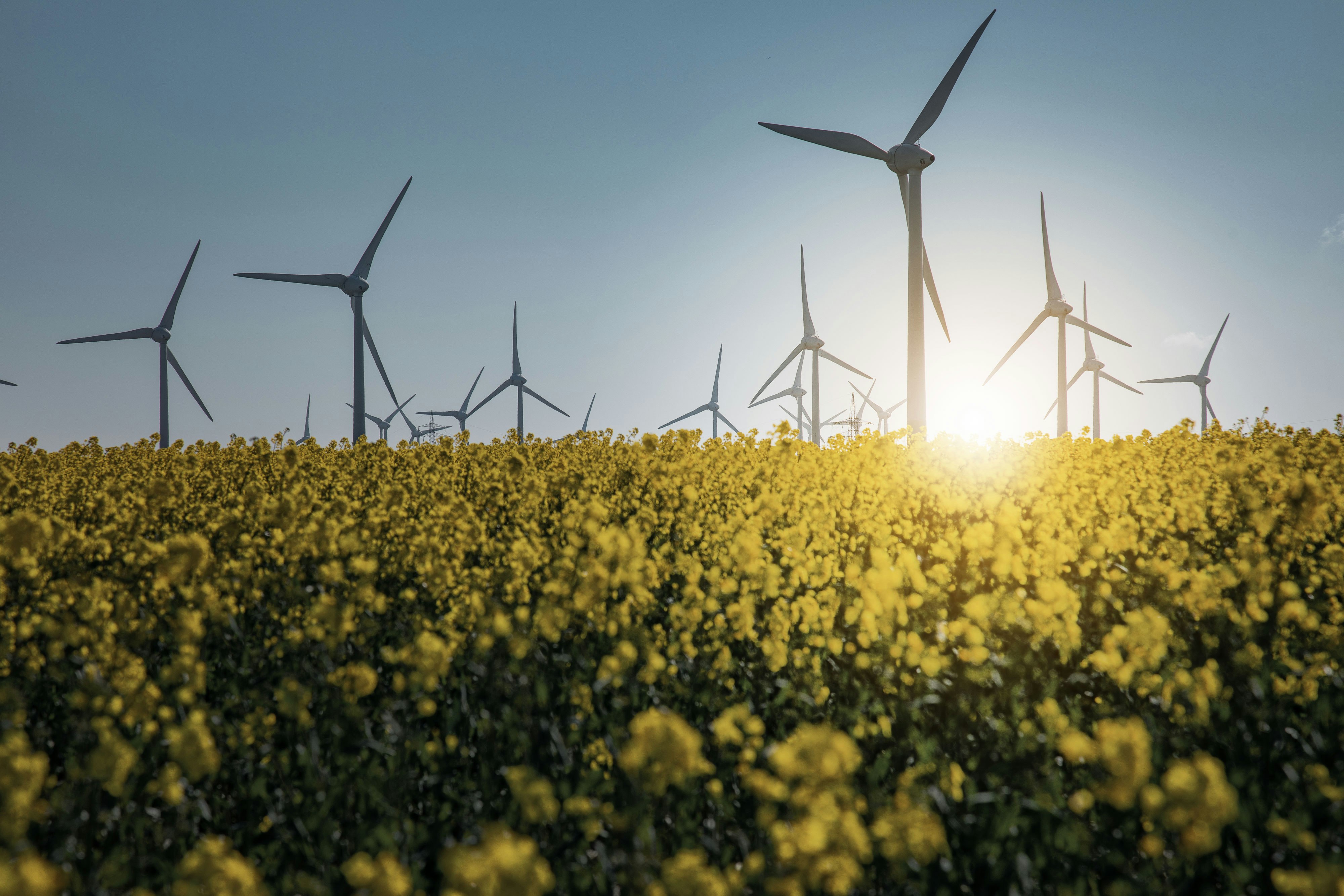 Wind turbines in a field of yellow flowers