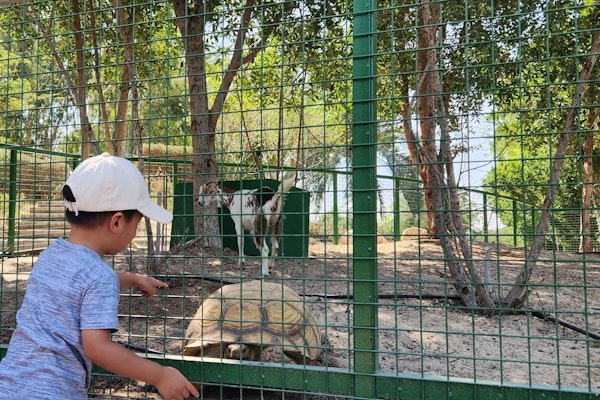 A child pointing at a tortoise through a fenced enclosure, with a goat visible in the background.