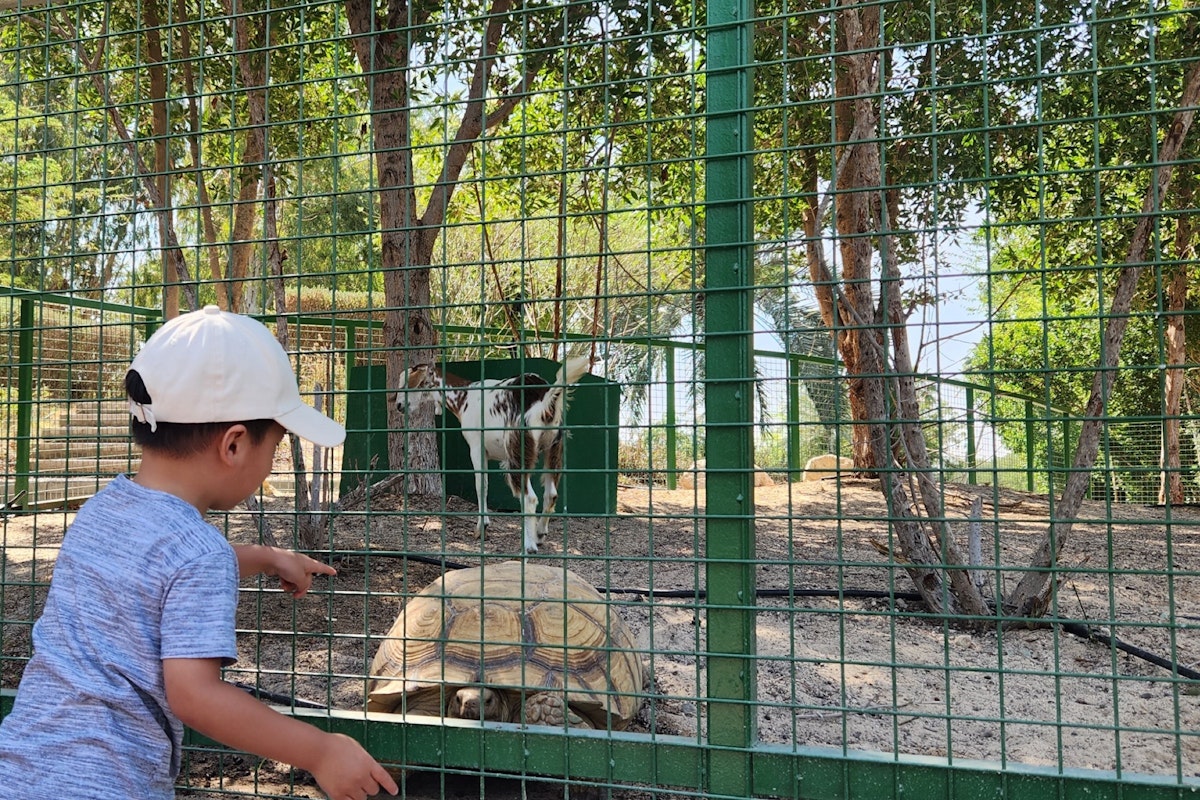 A child pointing at a tortoise through a fenced enclosure, with a goat visible in the background.