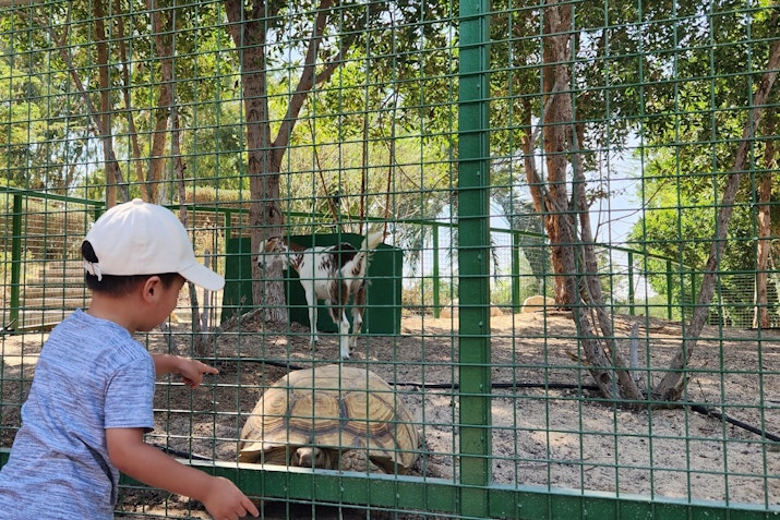 A child pointing at a tortoise through a fenced enclosure, with a goat visible in the background.