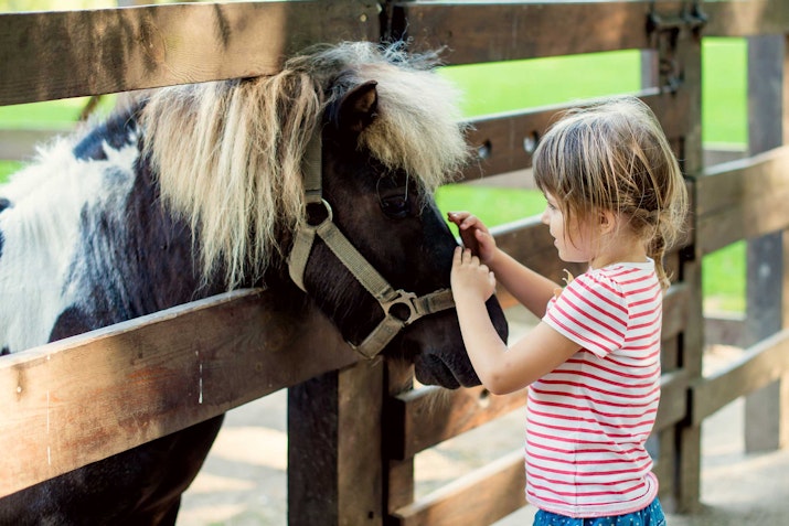 A child petting a small pony through a wooden fence.