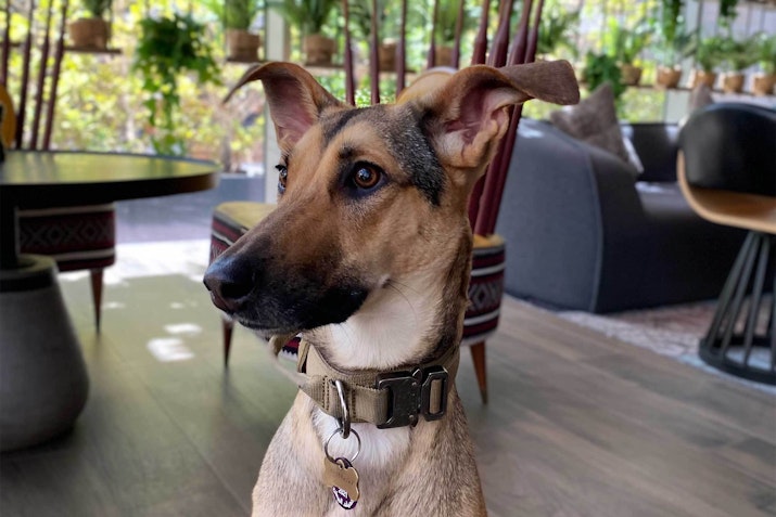 Dog-friendly restaurant with windows and plants in the background, and a casual setting with low sofas and wooden floors