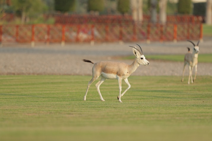 Gazelle walking on grassy field