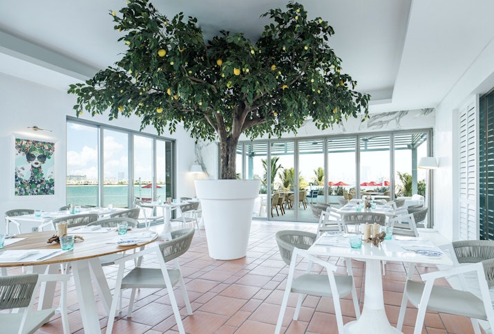 Restaurant interior featuring a large potted lemon tree, white tables, and chairs with large windows offering a view of the outside.