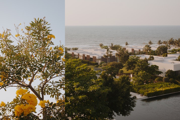 A split image featuring a blooming tree on the left and a serene seaside view with greenery and buildings on the right.