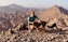Man and dog posing on a mountain top with a scenic backdrop.