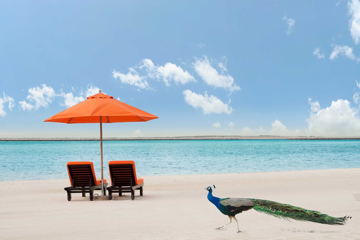 A serene beach featuring two orange lounge chairs under an umbrella, with a peacock strolling nearby and a calm ocean in the background