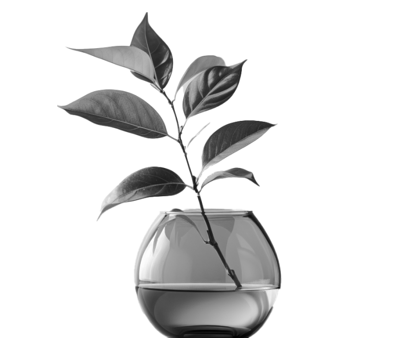 A branch with leafs sticking out of a bowl of water