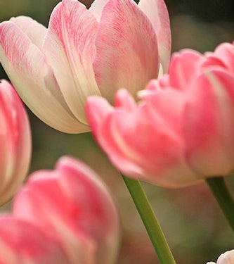 Vårmarknad 2025 Vårmarknad 2025