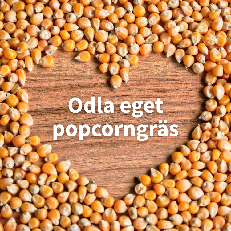 Odla eget popcorngräs