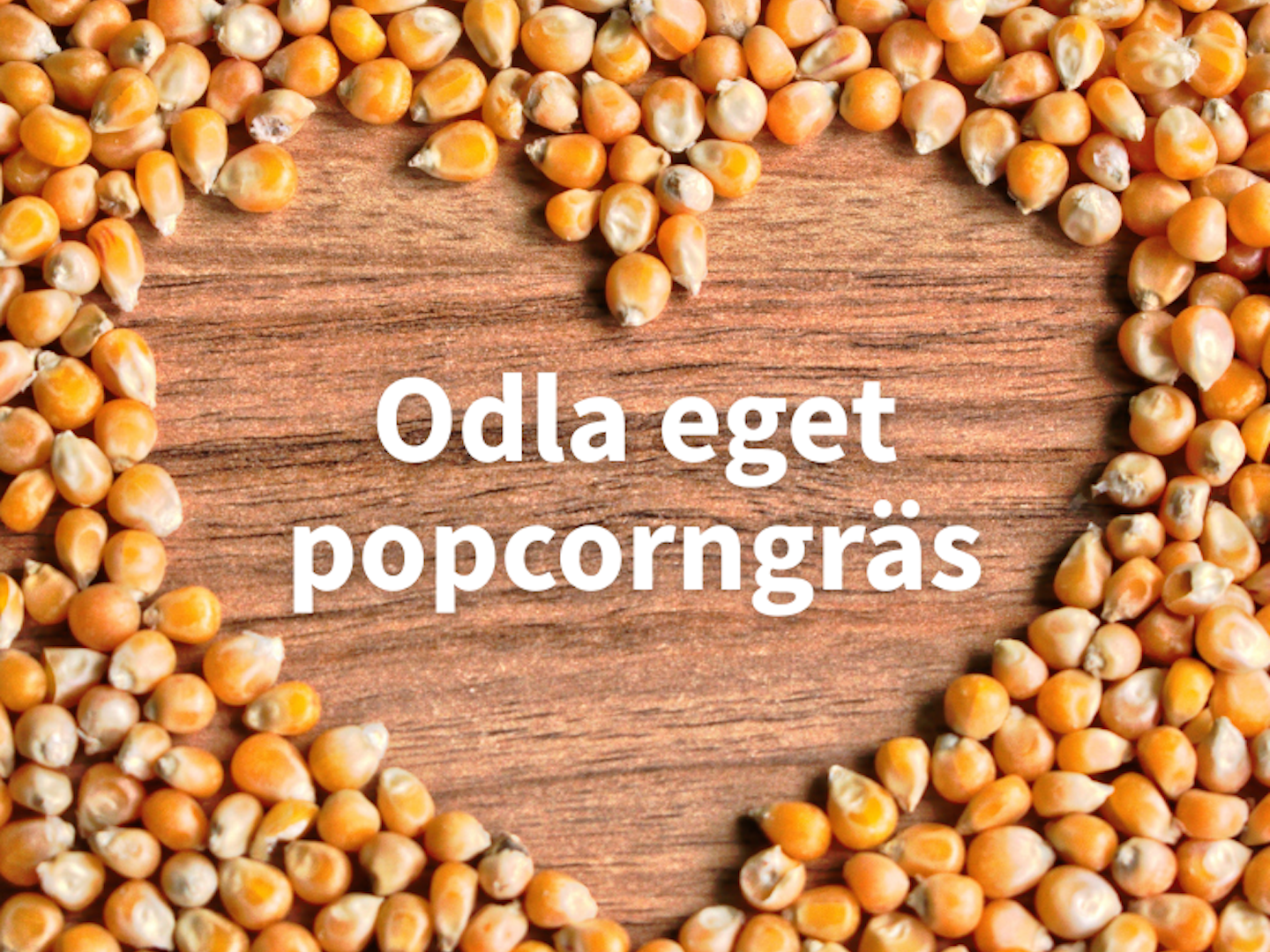 Odla eget popcorngräs Odla eget popcorngräs