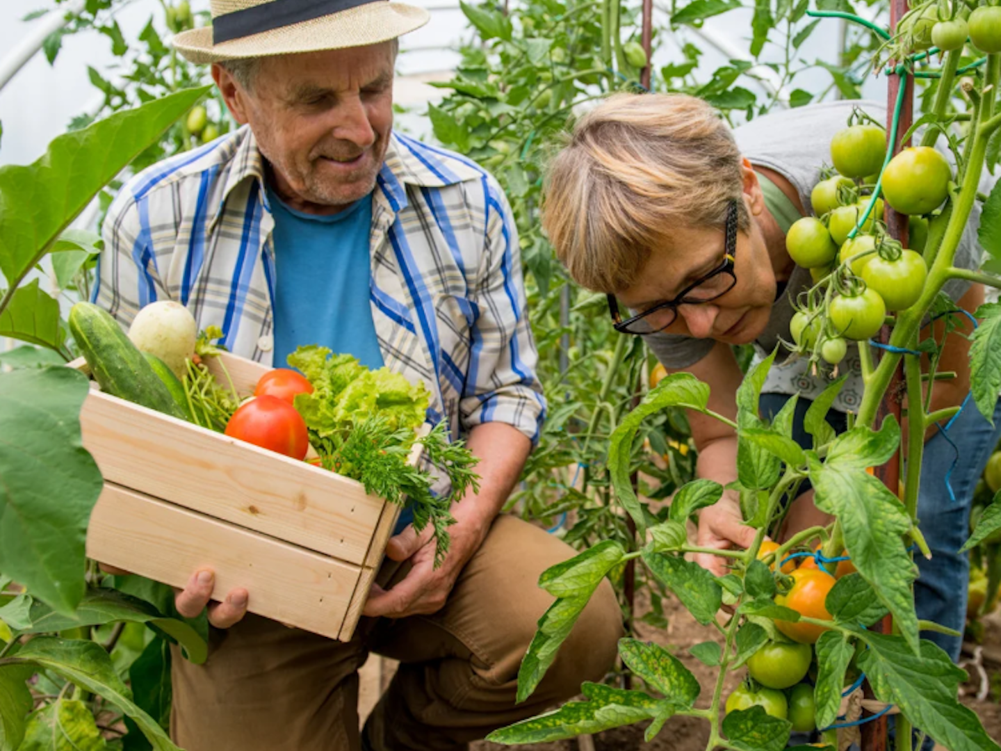Senioronsdag Odling Senioronsdag Odling