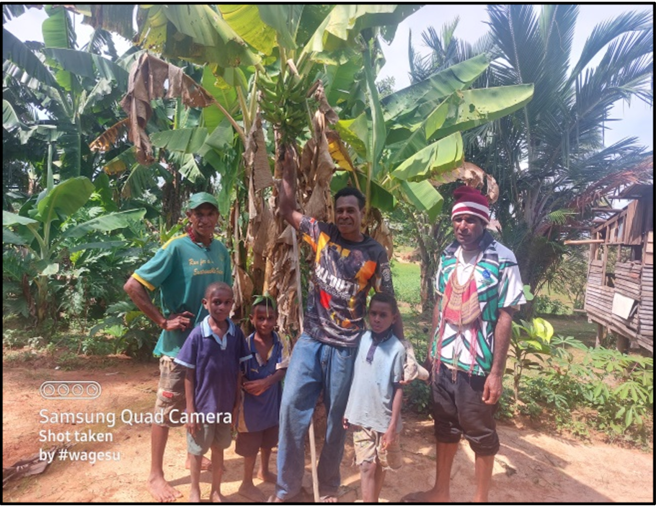 Absolvent:innen des PSA-Pogramms in Papua-Neuguinea begleiten lokale Familien darin, in ihren Gärten auf kleinem Raum vielfältiges Obst und Gemüse in ökologischer Kreislaufwirtschaft anzubauen, um zur Ernährungssicherheit des Dorfes beizutragen. Überschüsse können die Familien auf dem Markt verkaufen und generieren so noch ein Einkommen.