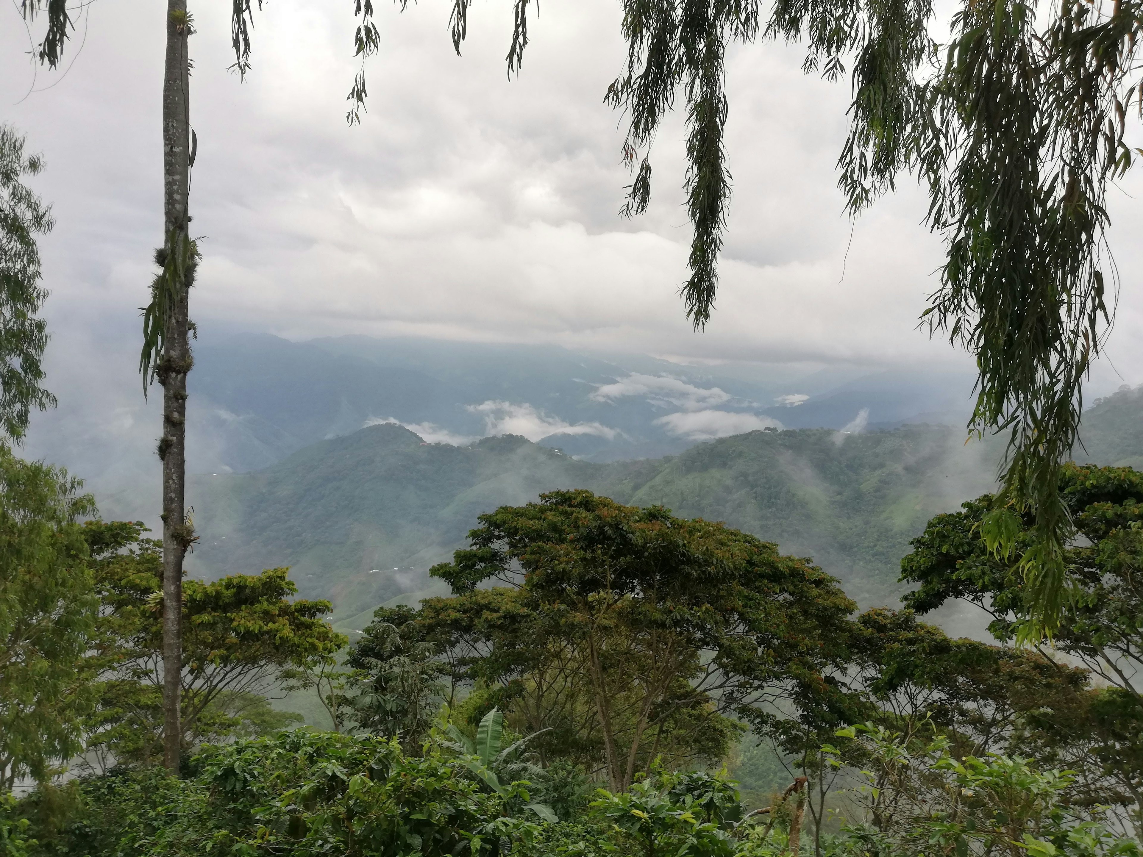 Misty green mountains and valleys seen through shade trees, with coffee plants in the foreground under a cloudy sky.