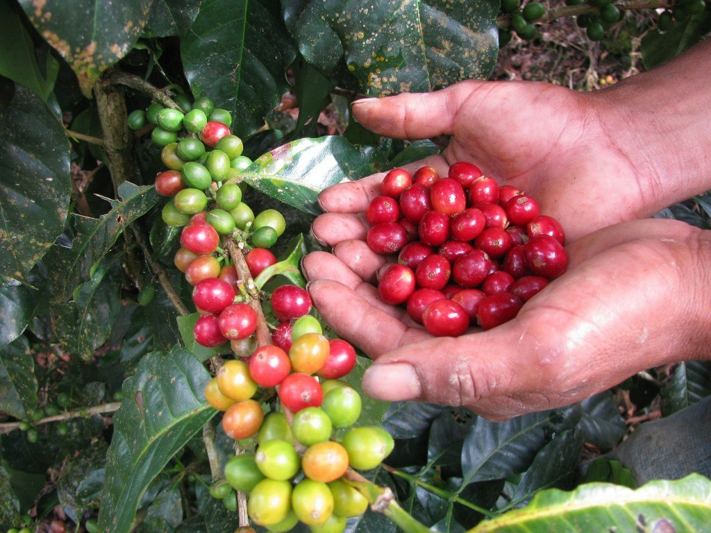 A farmer’s cupped hands hold ripe red coffee cherries, the fruit that holds the coffee beans, beside a branch still ripening.