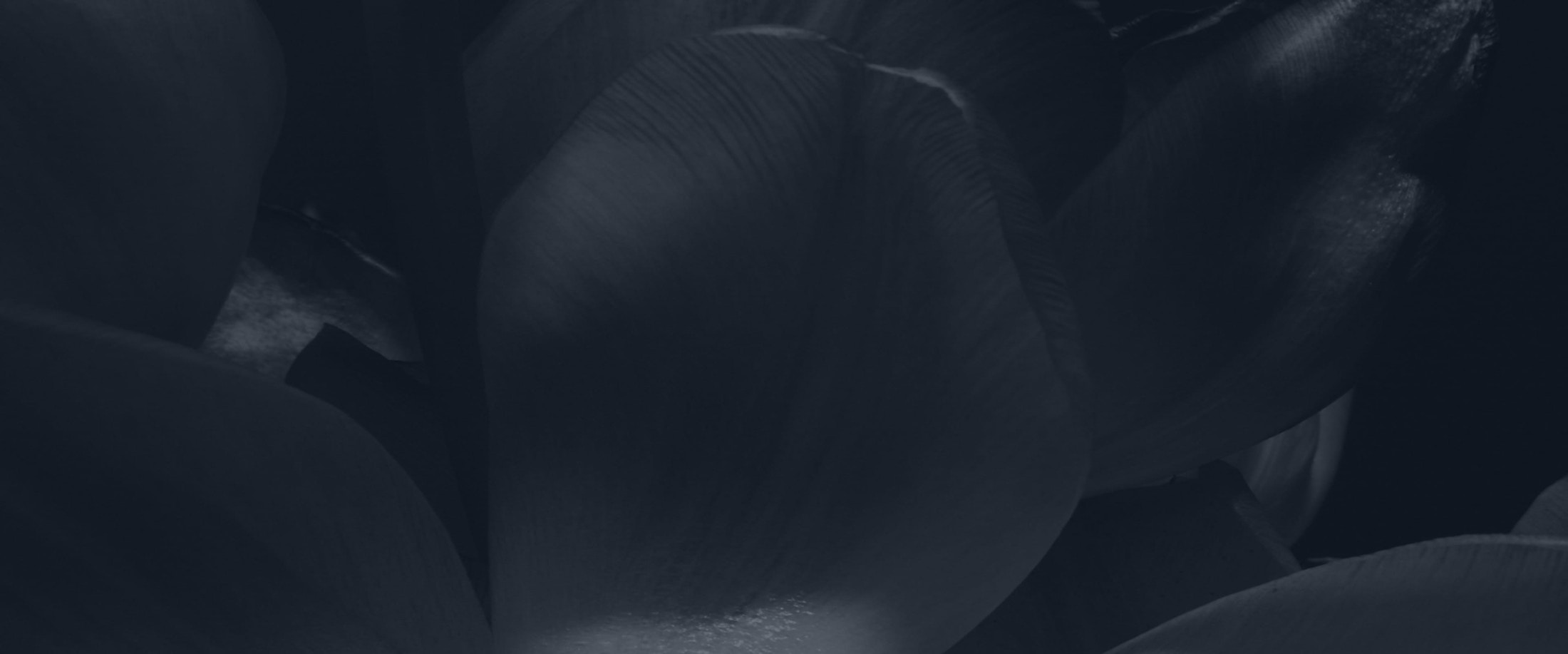 Banner media