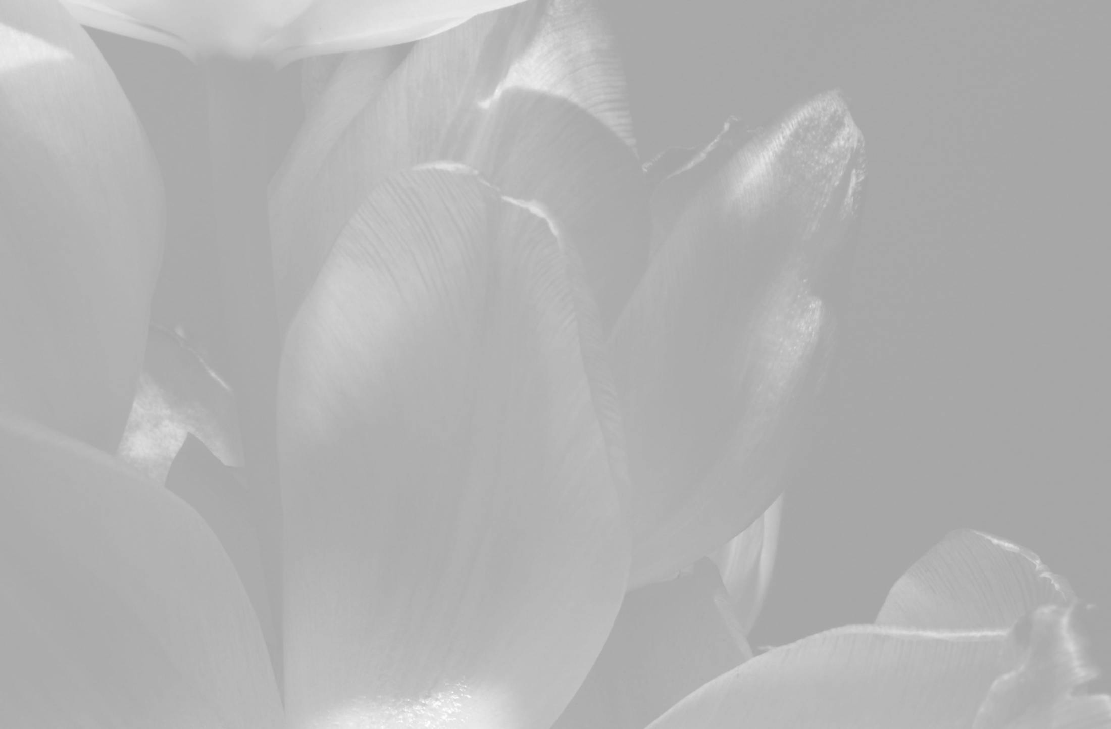 Background media