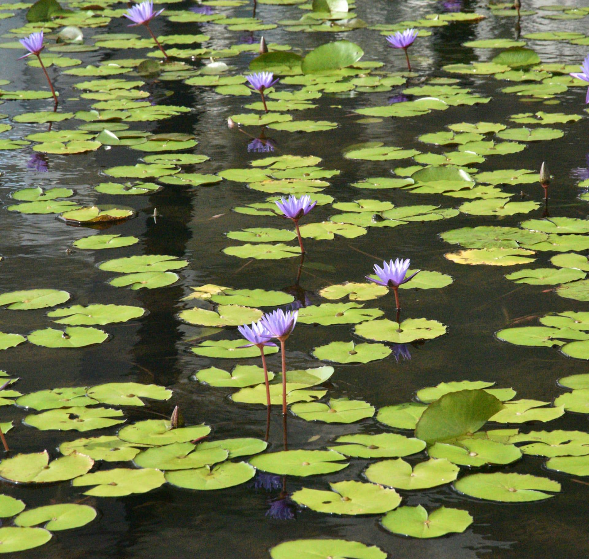 lake with lily pads and lotus flowers on them