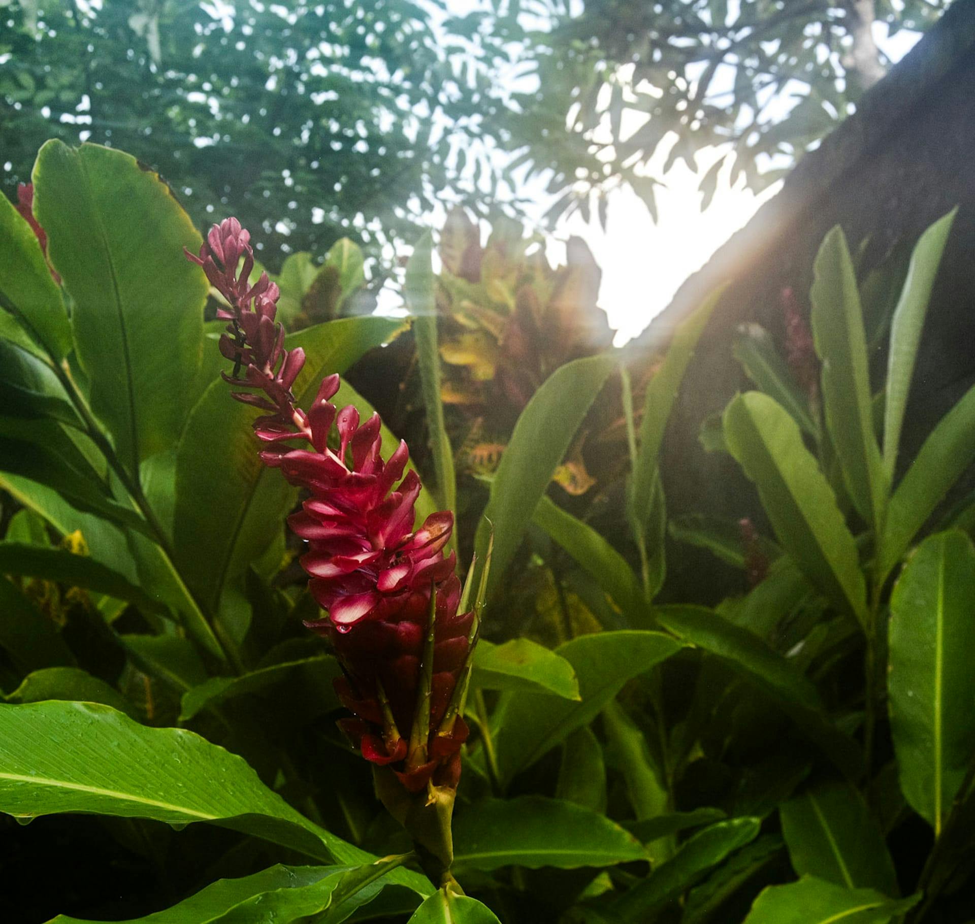 close up on red flower on a plant
