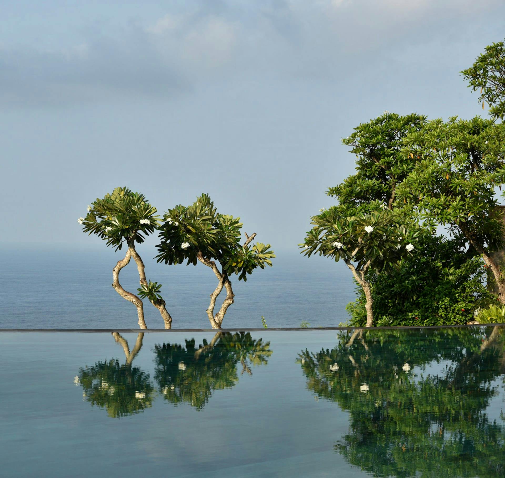 small trees behind a pool
