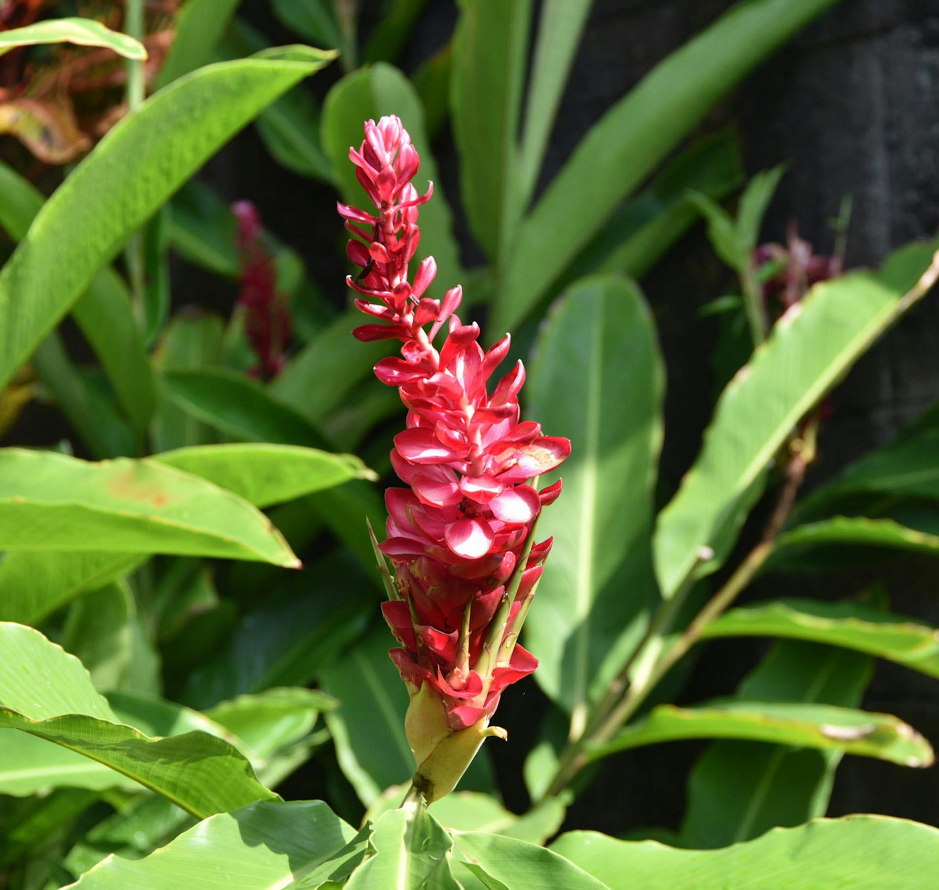 red flower in a plant
