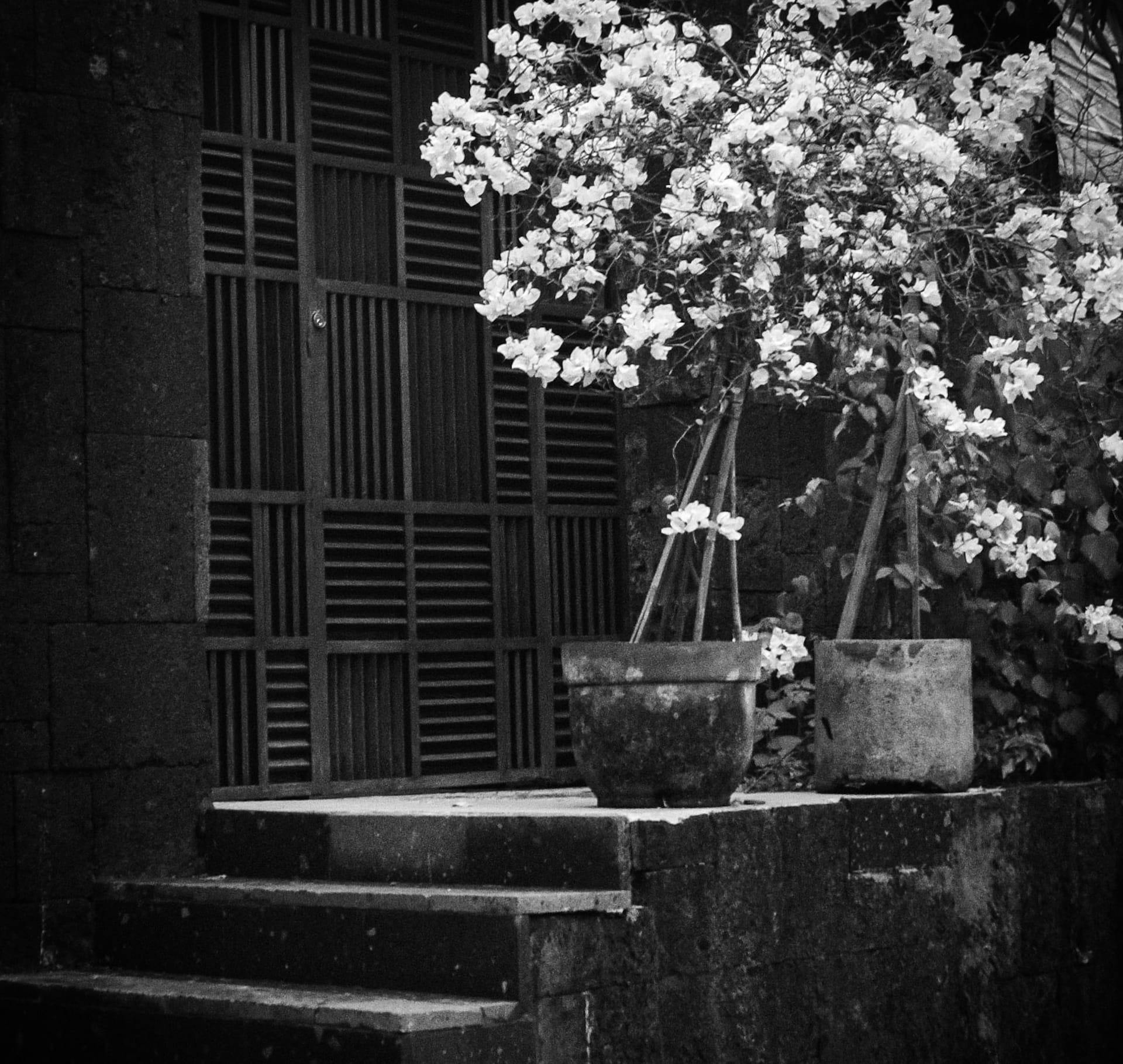 grey scale of potted plants