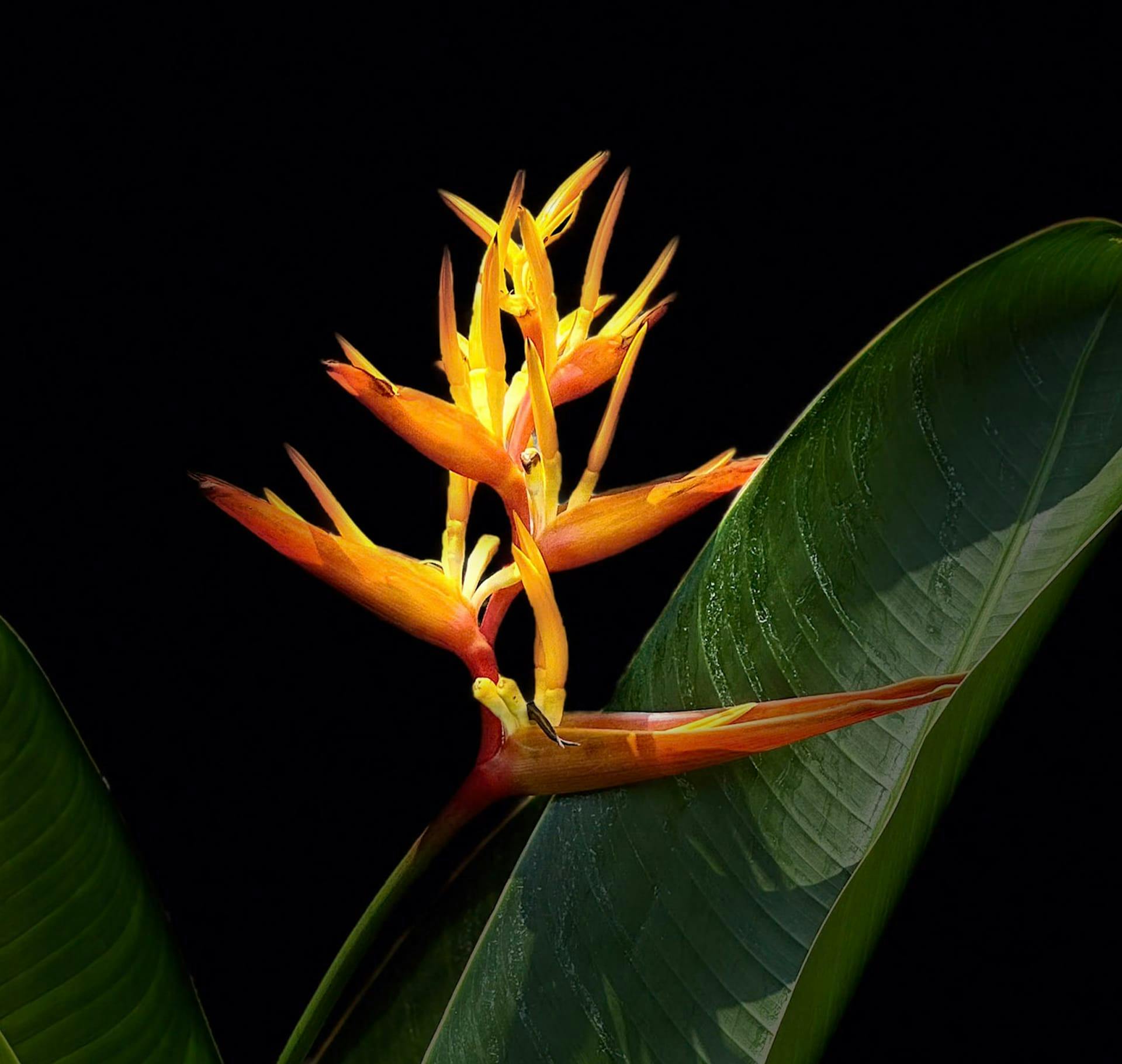 close up of tropical yellow and red flower