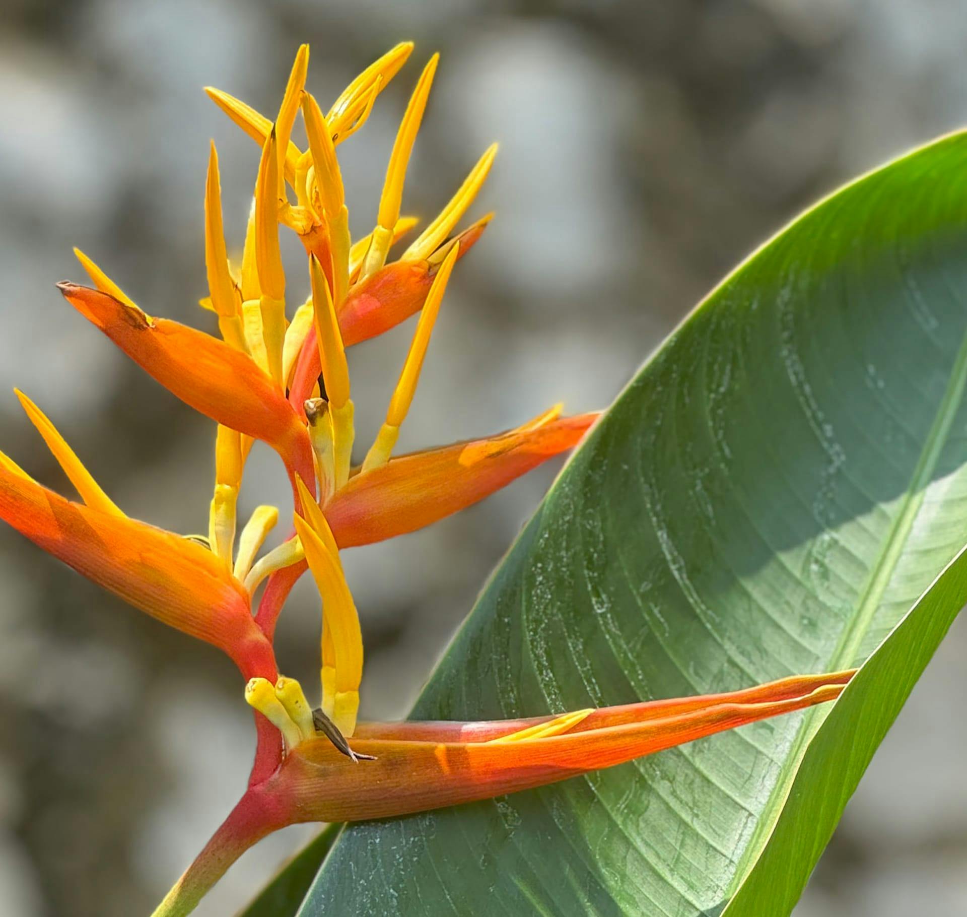 close up of bird of paradise flower