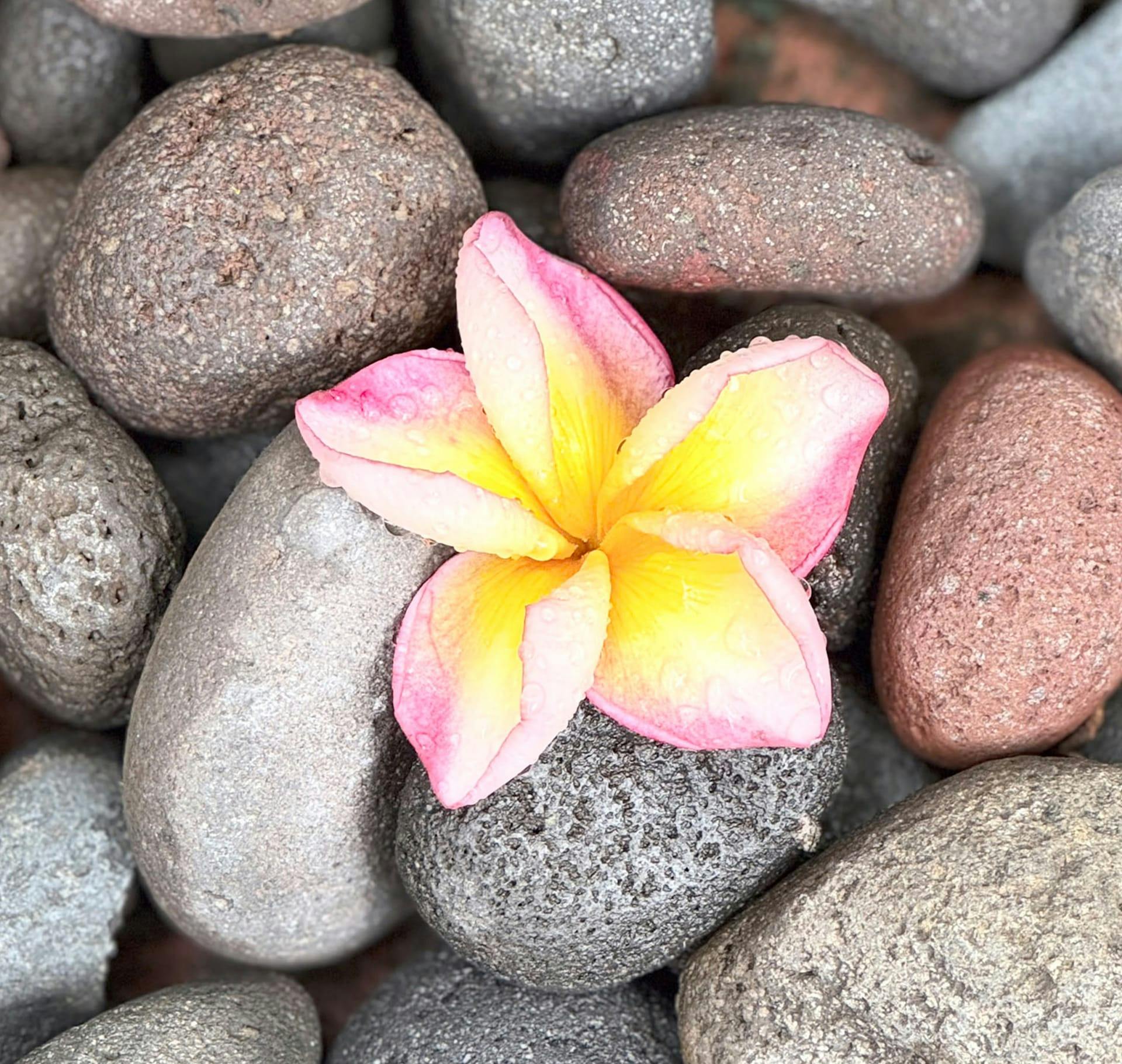 pink flower on rocks