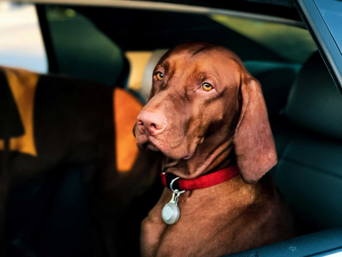 Hund i en bil