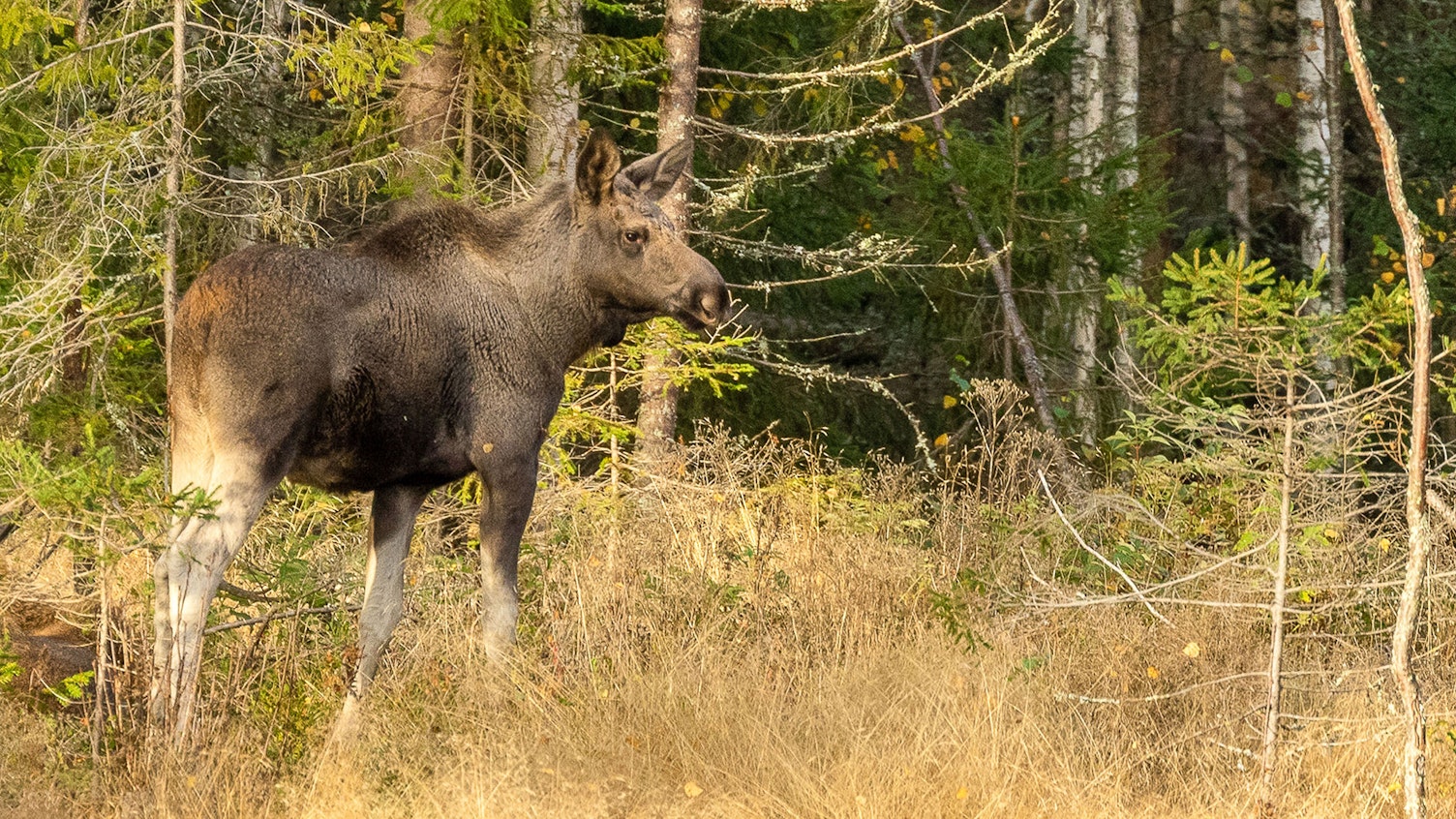 Älg vid väg