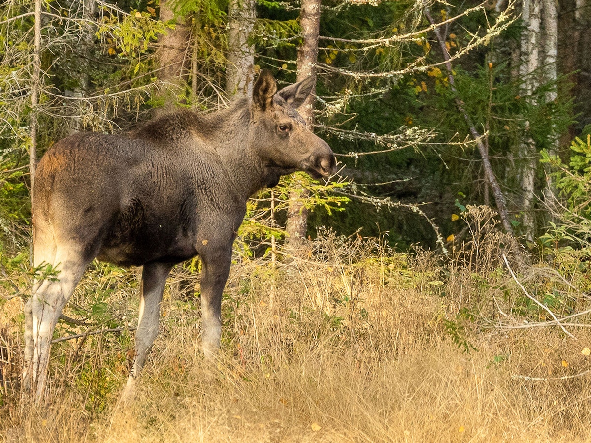 Älg vid väg
